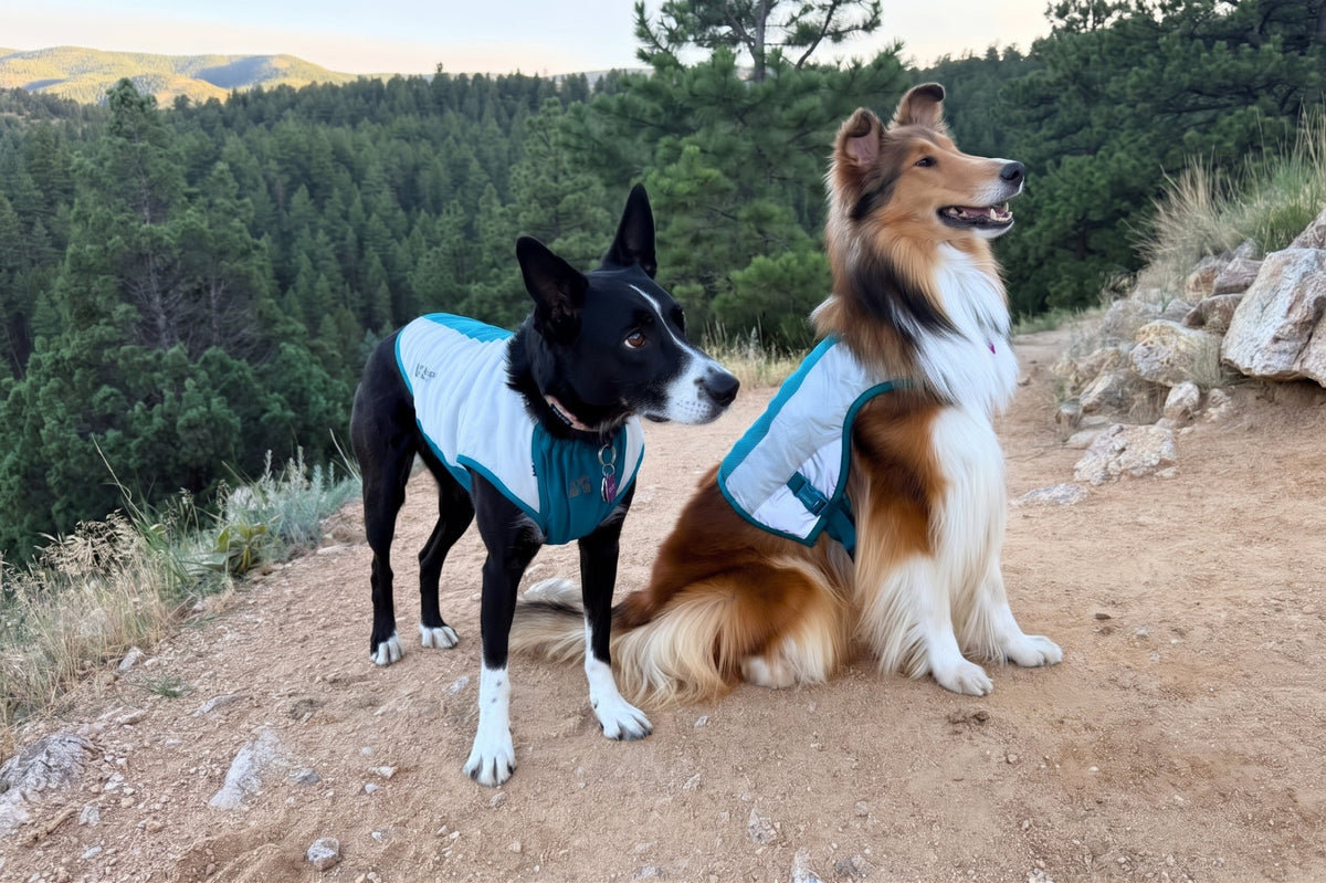 Dogs wearing ChillVest cooling vests outdoors on a hot summer day